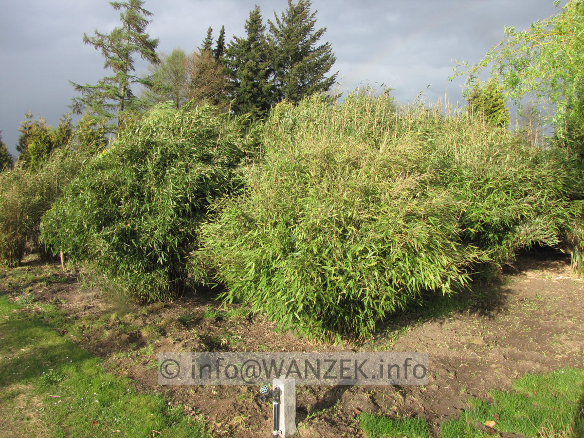 Fargesia 2,5x2,5m.JPG